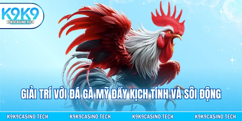 Giải trí với đá gà Mỹ đầy kịch tính và sôi động